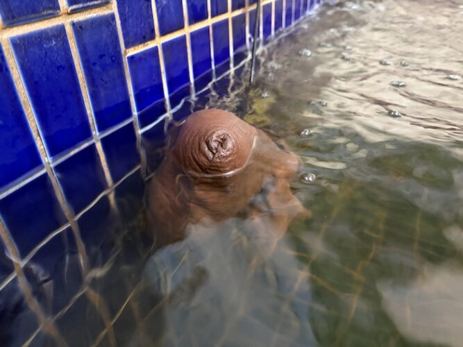 朝日湯　お風呂　薬湯　漢方袋